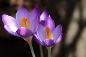 crocus, petals, purple flowers-7028656.jpg
